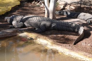 GC-Crocodilo Park 2020-027.JPG